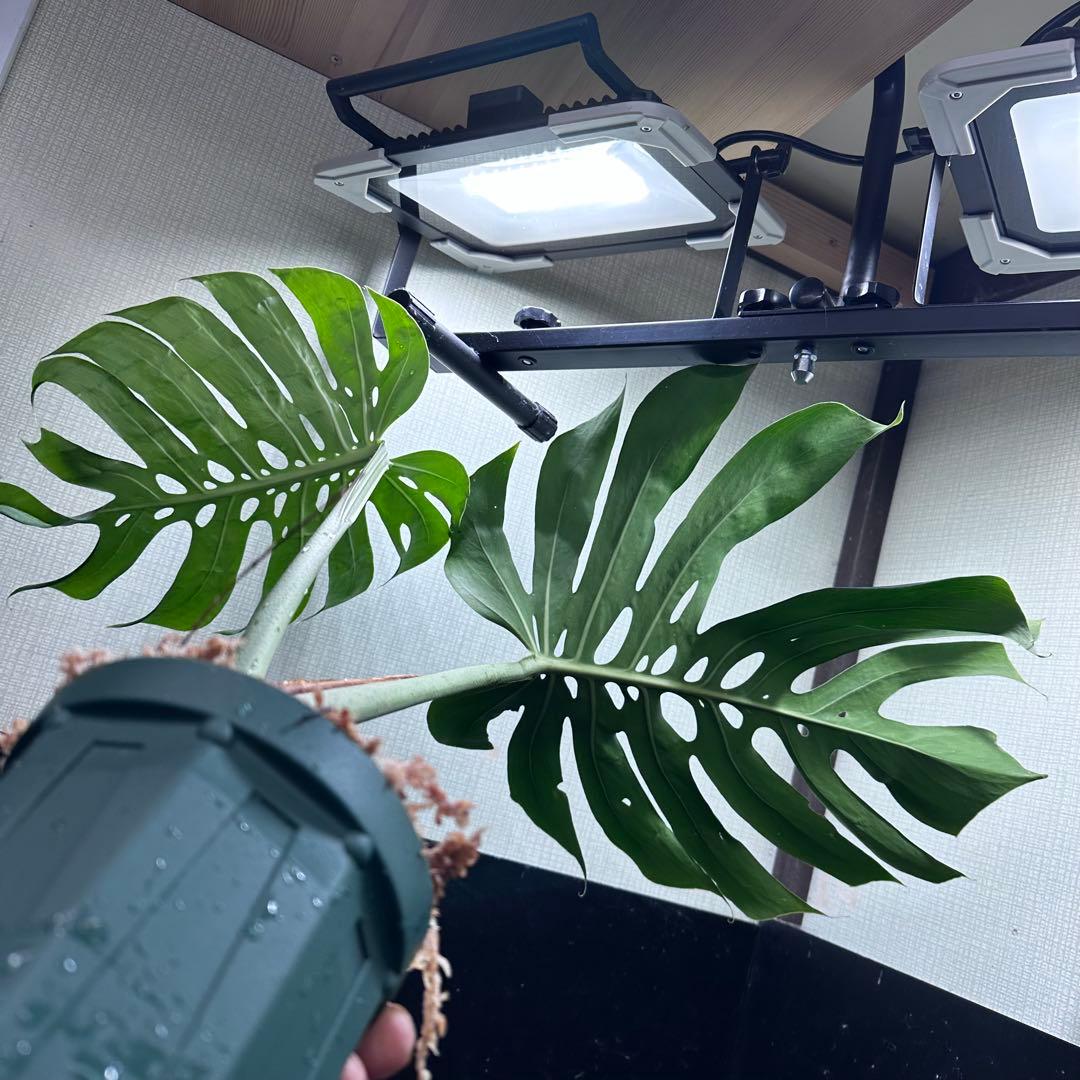 み*き様 モンステラデリシオーサマクロコズム超希少系統鉢植え72㎝