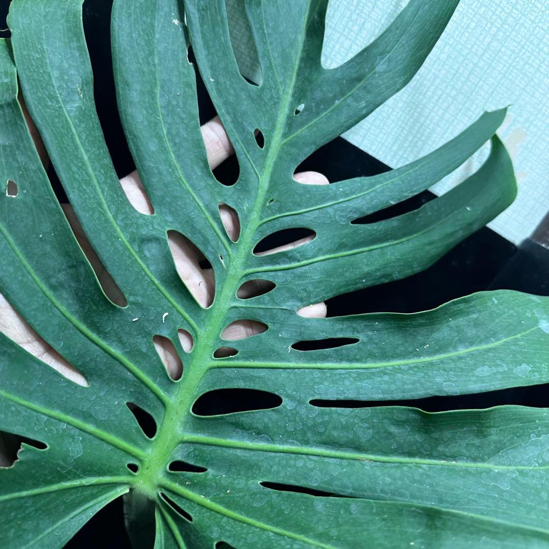 み*き様 モンステラデリシオーサマクロコズム超希少系統鉢植え72㎝