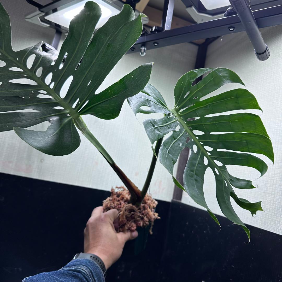 み*き様 モンステラデリシオーサマクロコズム超希少系統鉢植え72㎝