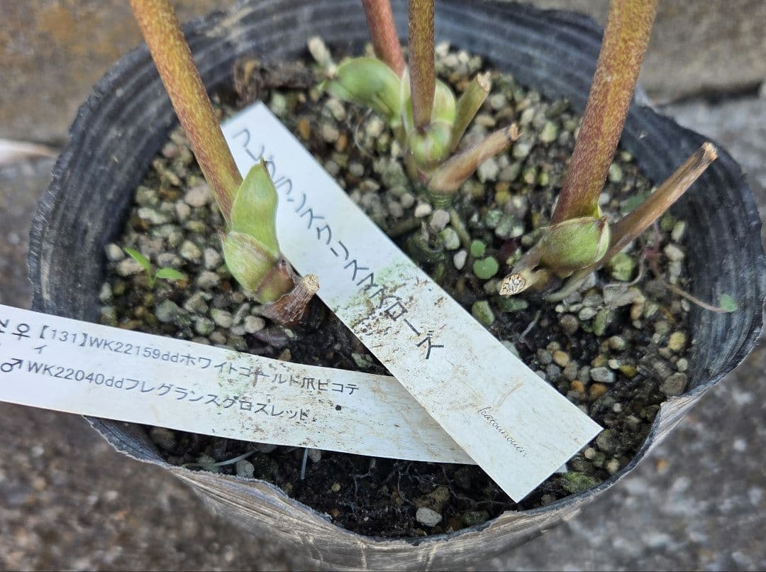 クリスマスローズ　micco