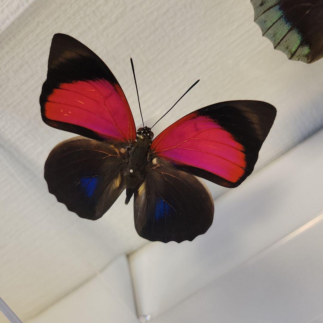 HiЯ∅様(木)まで専用　蝶の標本　ミイロタテハの世界(特AA)