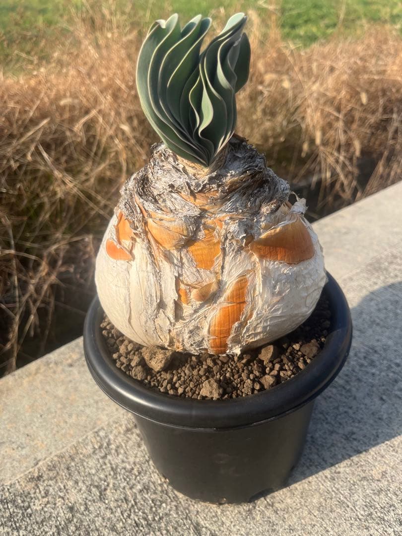 eeff　ブーファン　ハエマンソイデス　鉢ごと発送