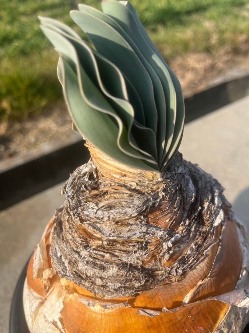 eeff　ブーファン　ハエマンソイデス　鉢ごと発送