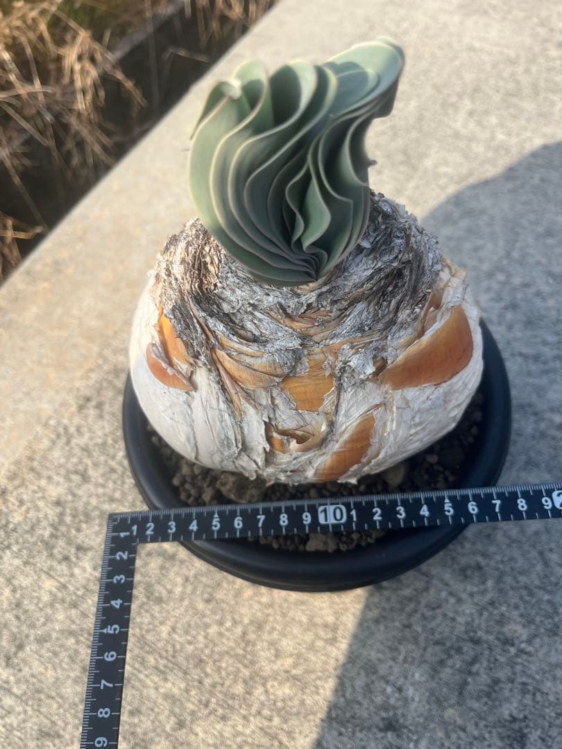 eeff　ブーファン　ハエマンソイデス　鉢ごと発送