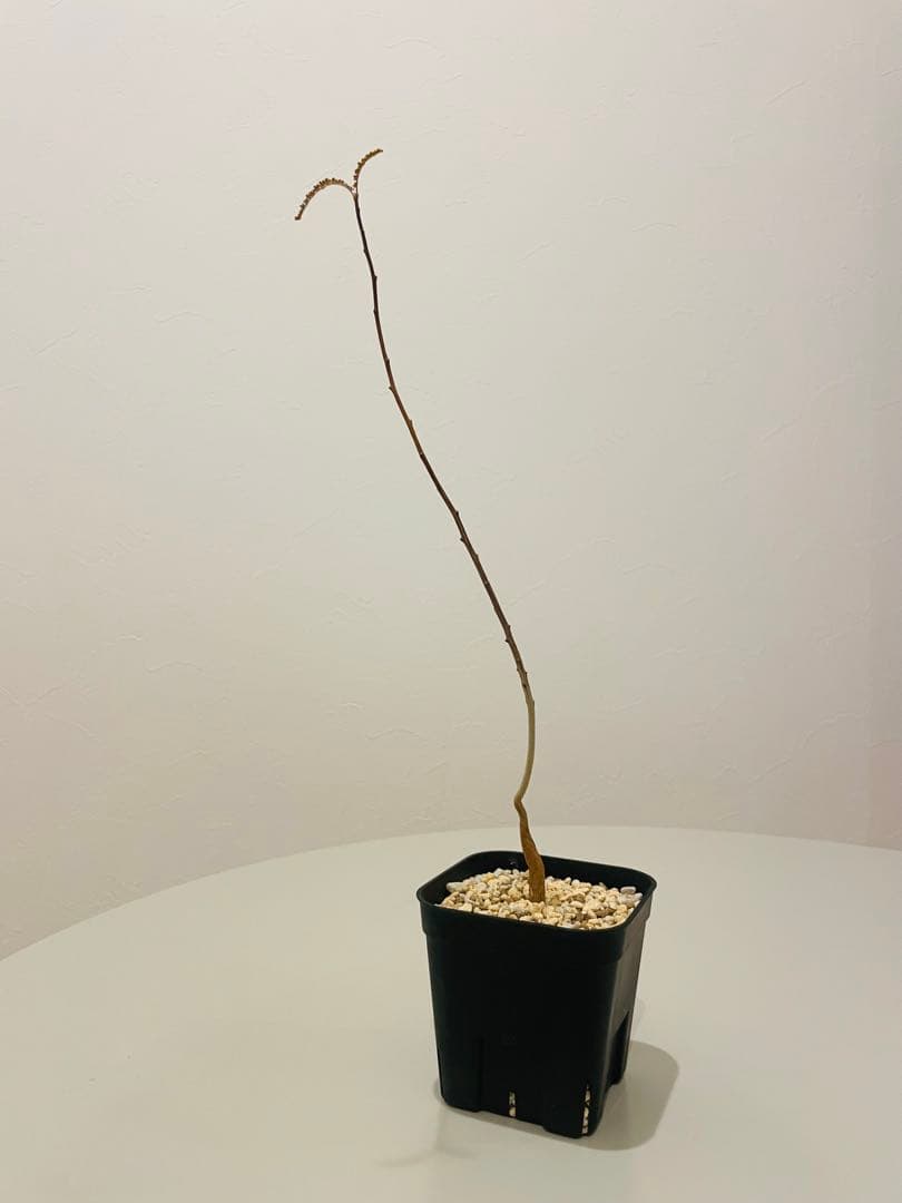 ボスウェリア ソコトラナ（銀葉タイプ）