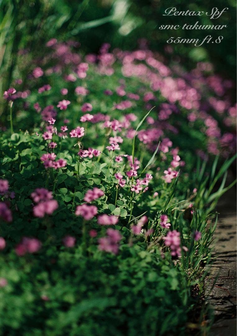 完動品＊美品＊pentax spf＊レンズセット＊作例多数！★初期保証