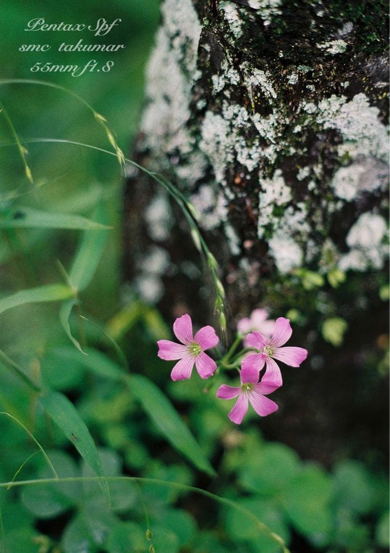 完動品＊美品＊pentax spf＊レンズセット＊作例多数！★初期保証