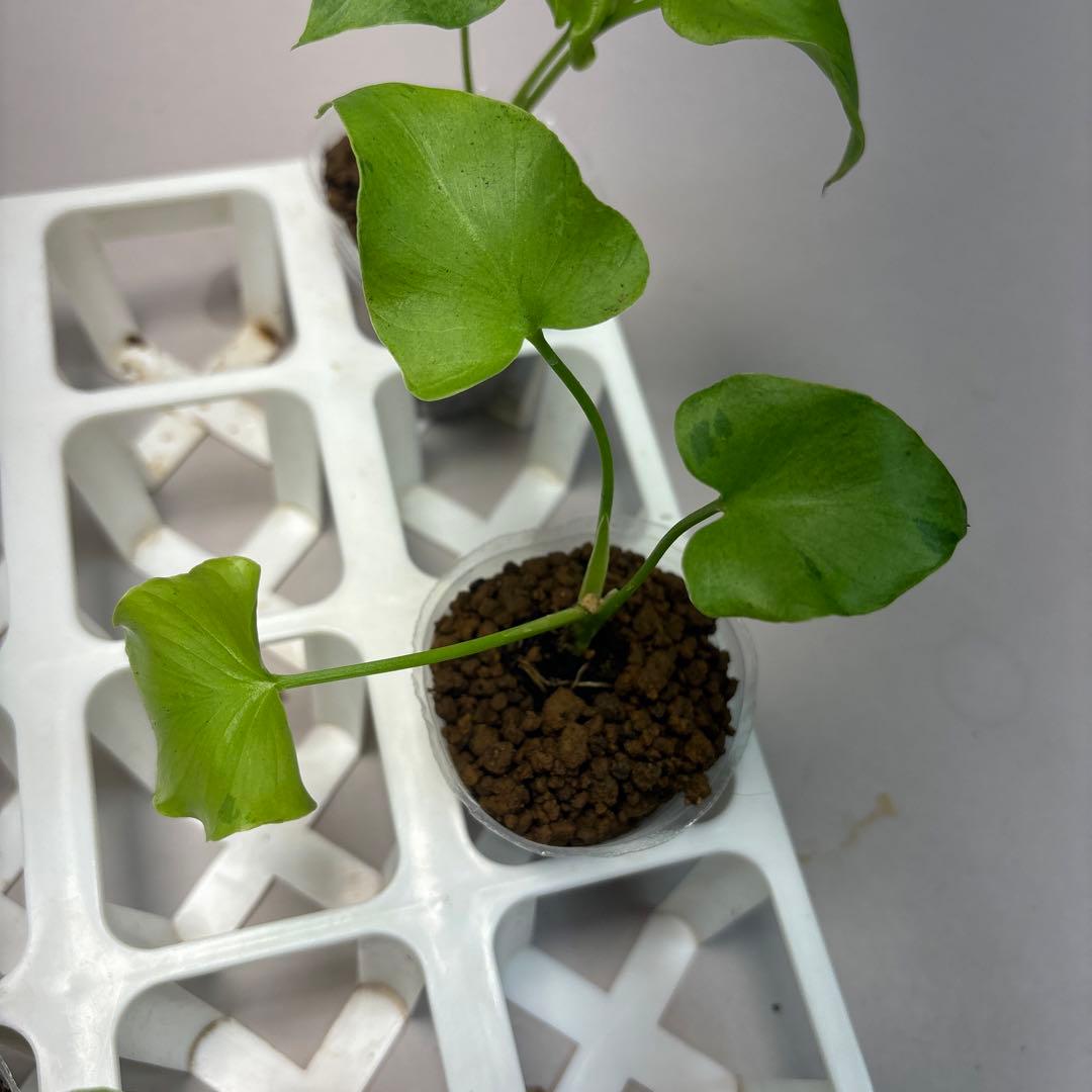 に*y様 5株セットlsw731フィロデンドロン・セローム・斑入り　希少品種　観