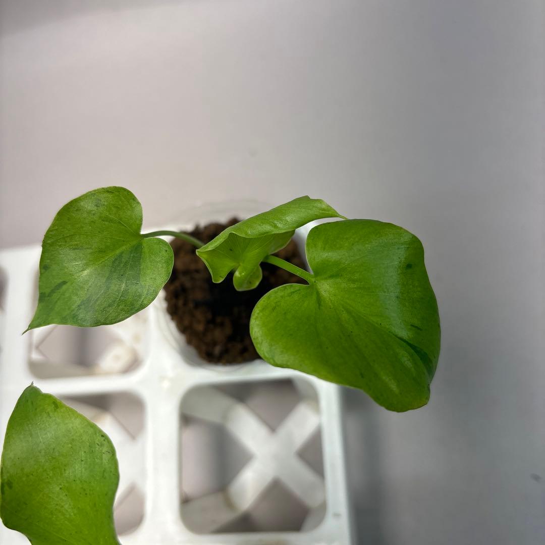 に*y様 5株セットlsw731フィロデンドロン・セローム・斑入り　希少品種　観