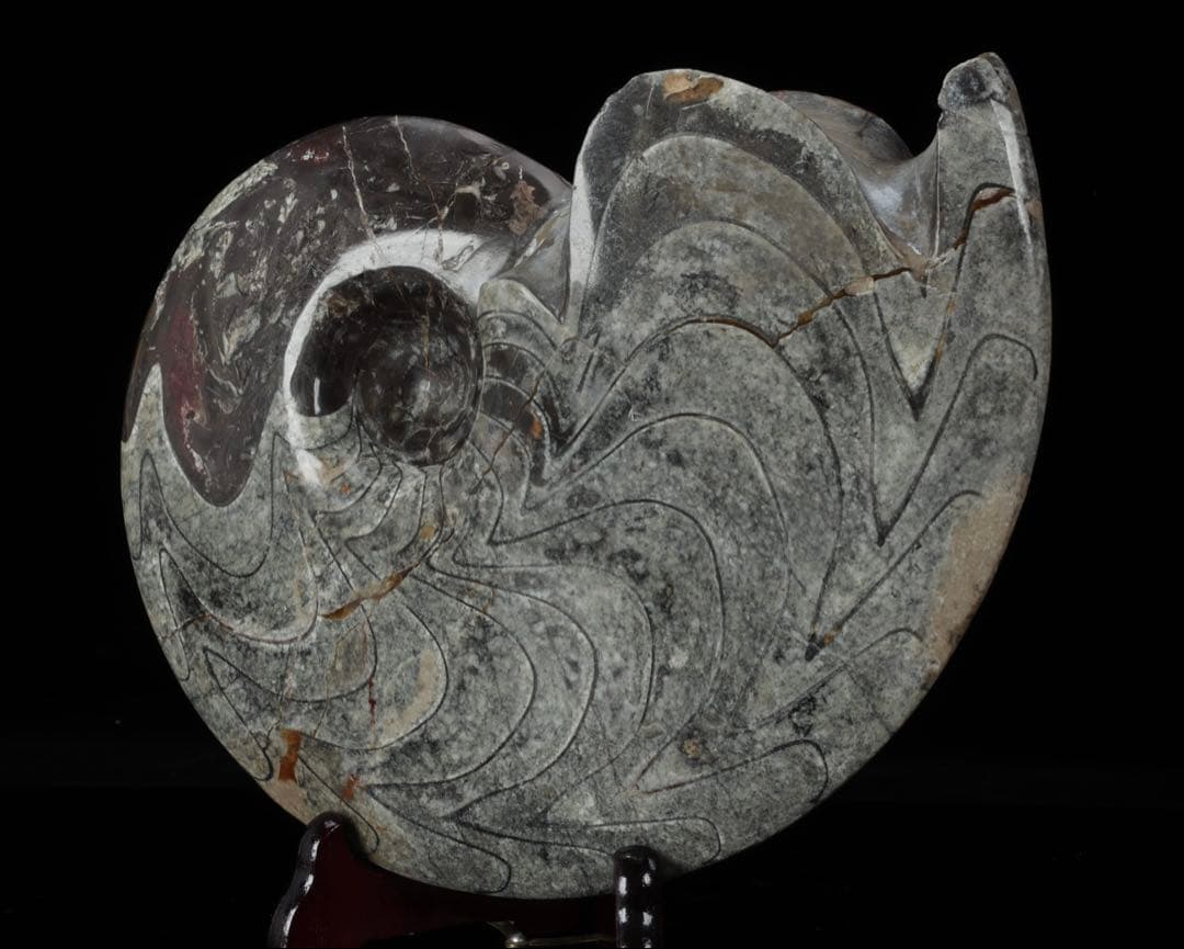 天然アンモナイト化石 重量2.8kg 古生物標本 化石標本 古代海洋生物 鑑賞石