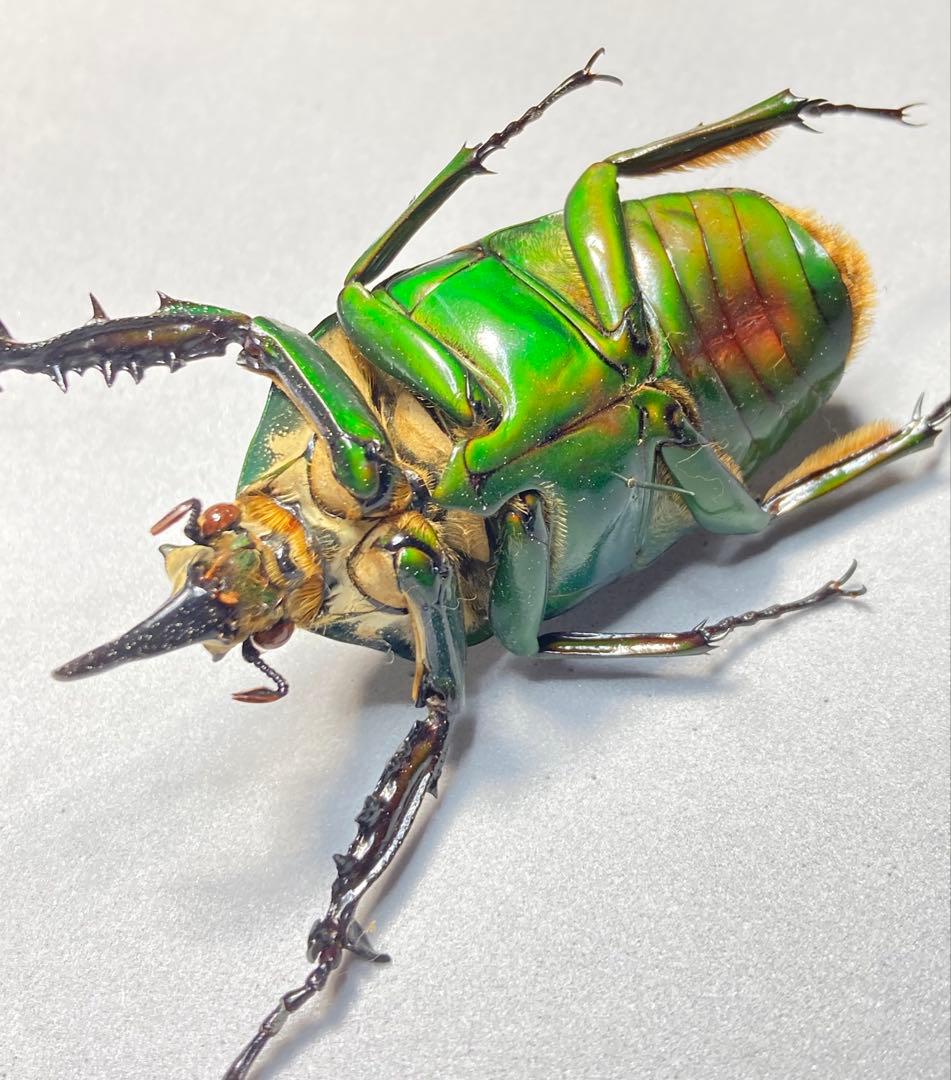 オオツノカナブントルクアータ　約71ミリ　’86 コートジボワール産