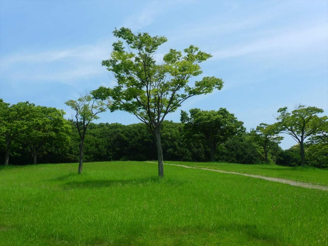 LUMIX DMC-LX３ コンパクトデジタルカメラ