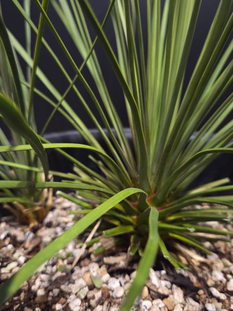 専用出品 ユッカ リネアリフォリア