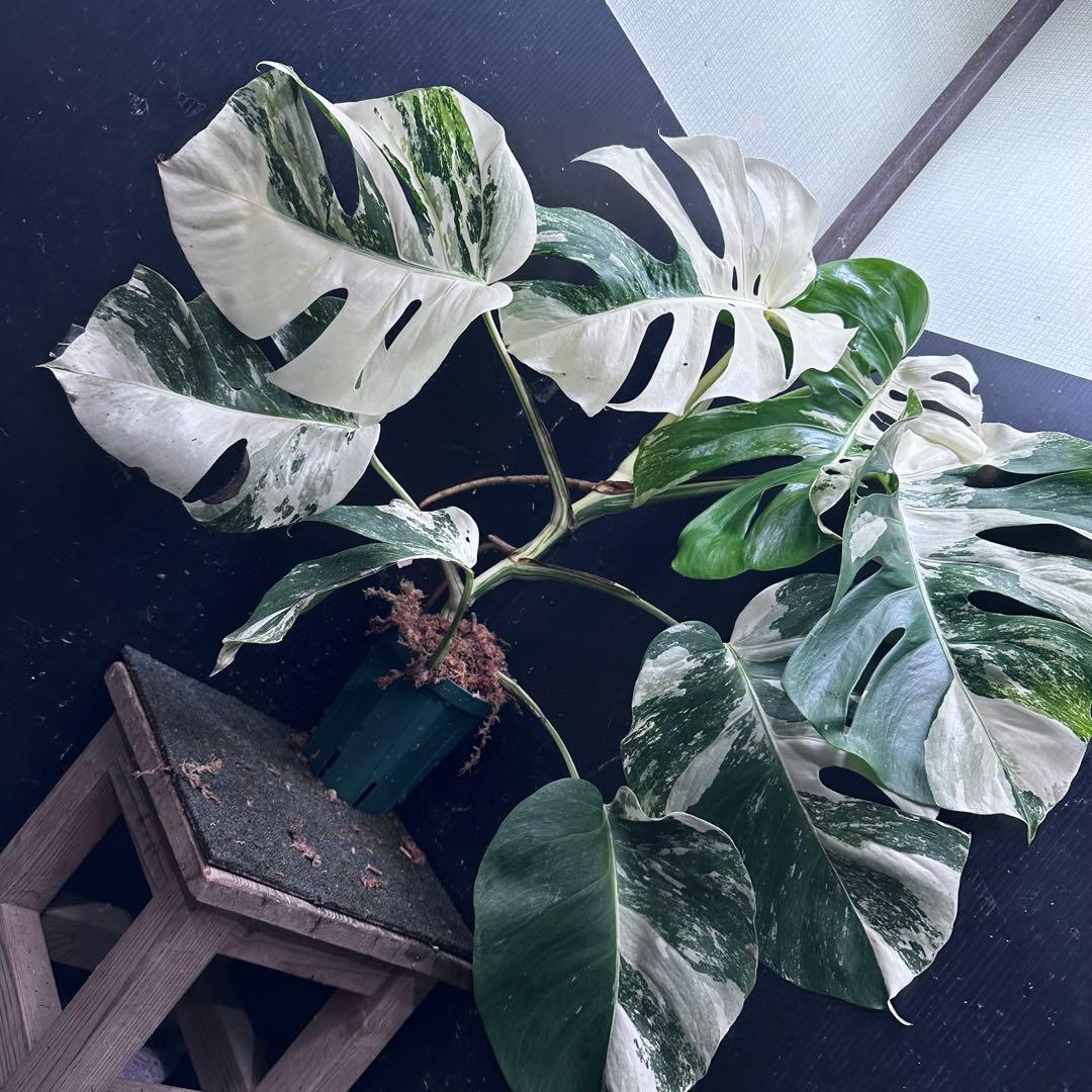 お*め様 斑入りモンステラ ホワイトタイガー極美大株71cm白斑多