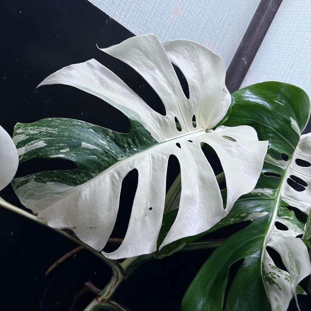 お*め様 斑入りモンステラ ホワイトタイガー極美大株71cm白斑多
