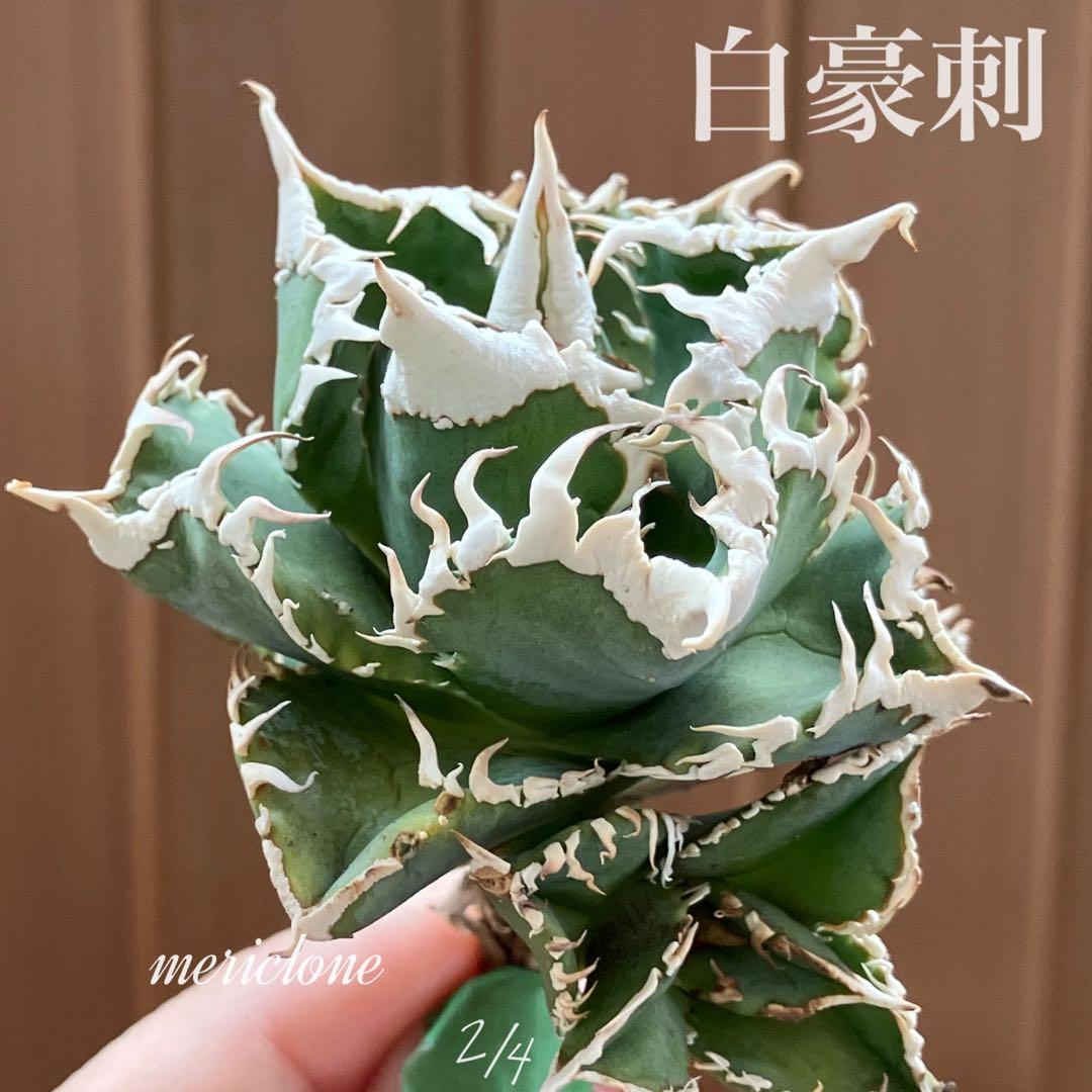 お*ん様 超選抜【オークション】④ 極太棘　子株3株付き　アガべ　白豪刺　TC