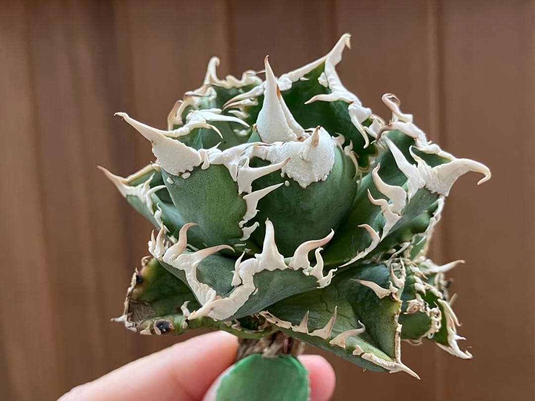 お*ん様 超選抜【オークション】④ 極太棘　子株3株付き　アガべ　白豪刺　TC