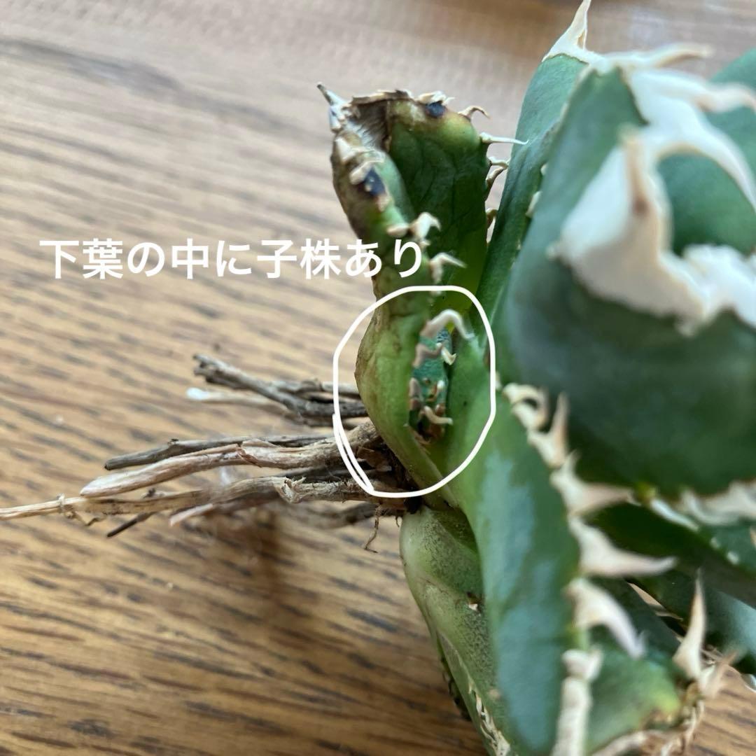 お*ん様 超選抜【オークション】④ 極太棘　子株3株付き　アガべ　白豪刺　TC