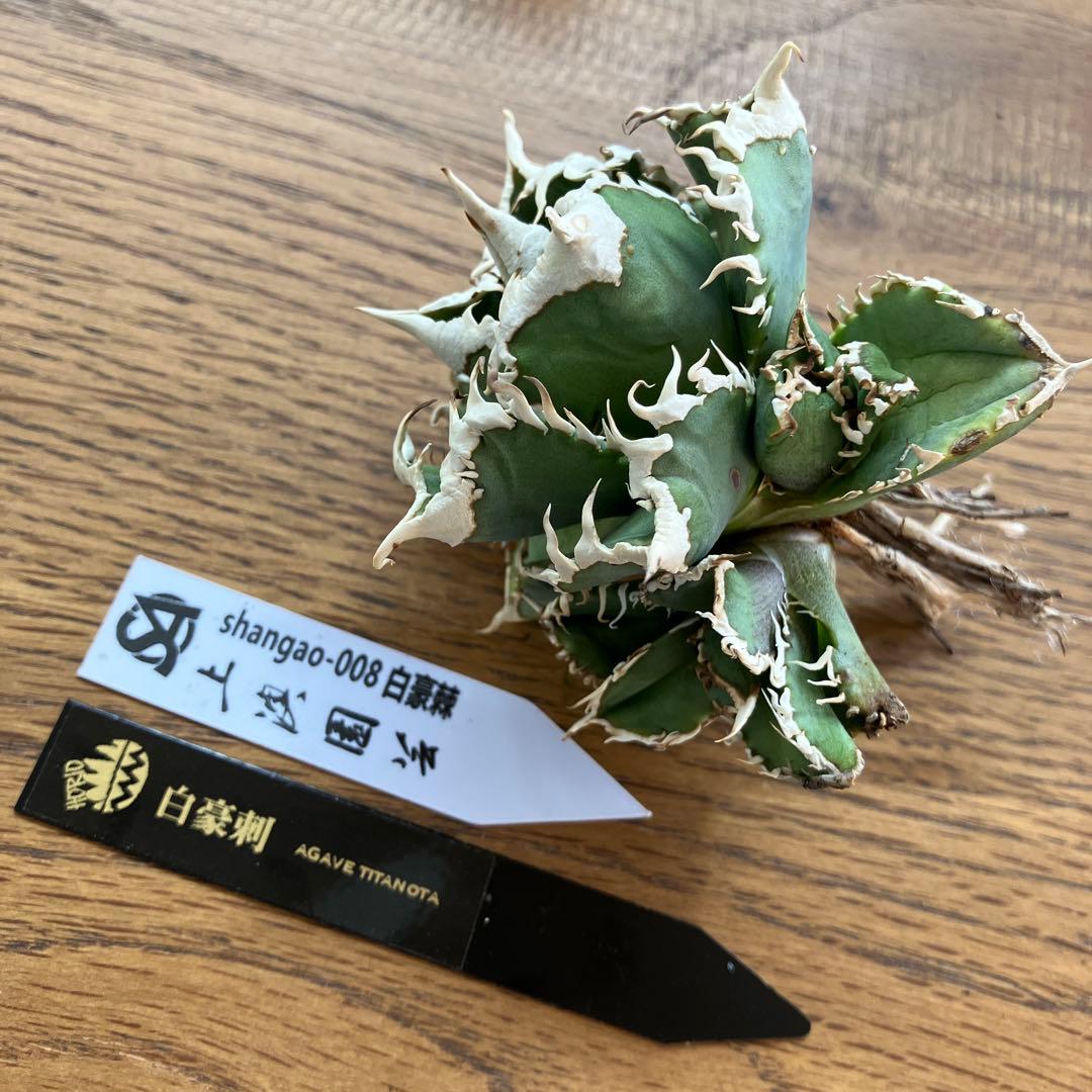 お*ん様 超選抜【オークション】④ 極太棘　子株3株付き　アガべ　白豪刺　TC