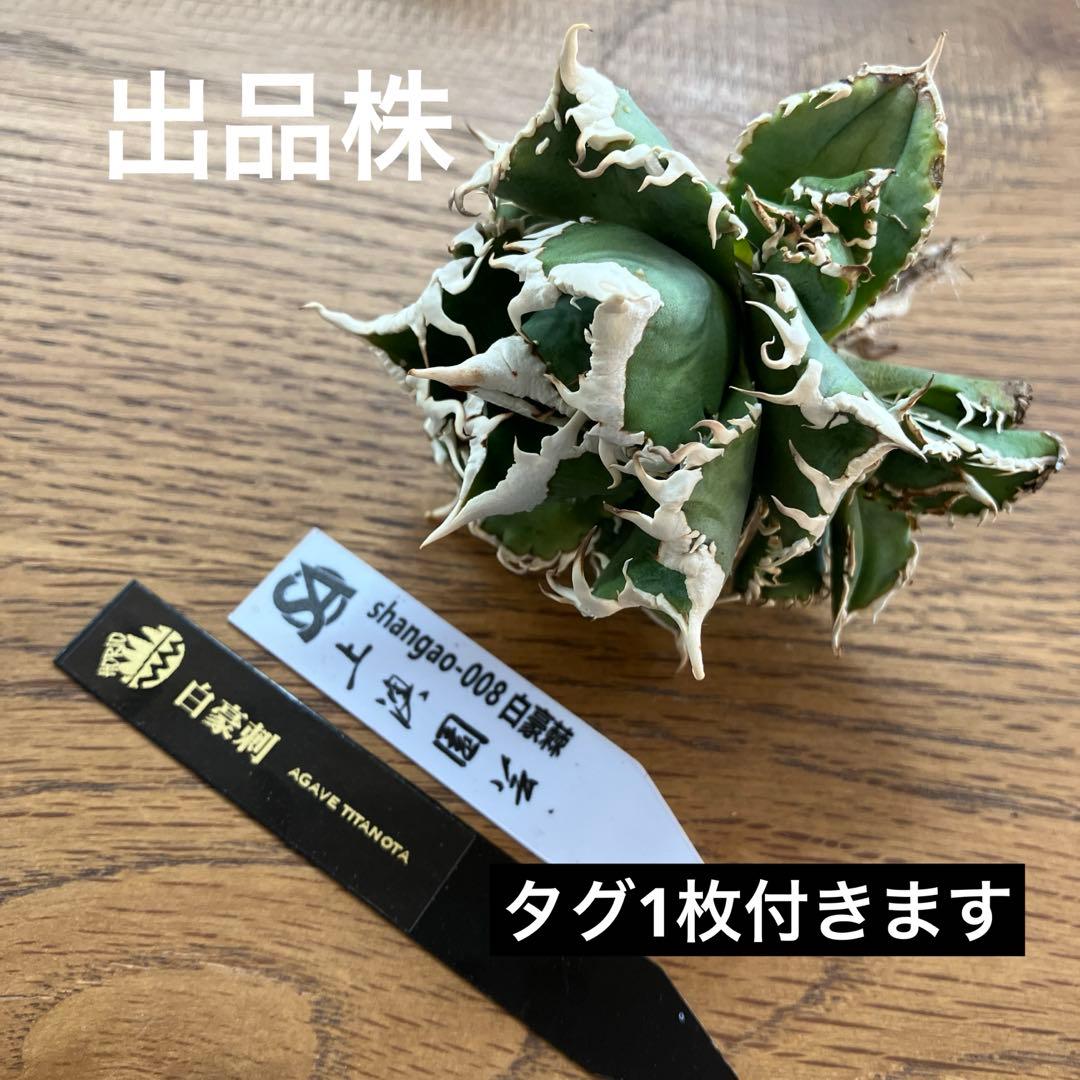 お*ん様 超選抜【オークション】④ 極太棘　子株3株付き　アガべ　白豪刺　TC