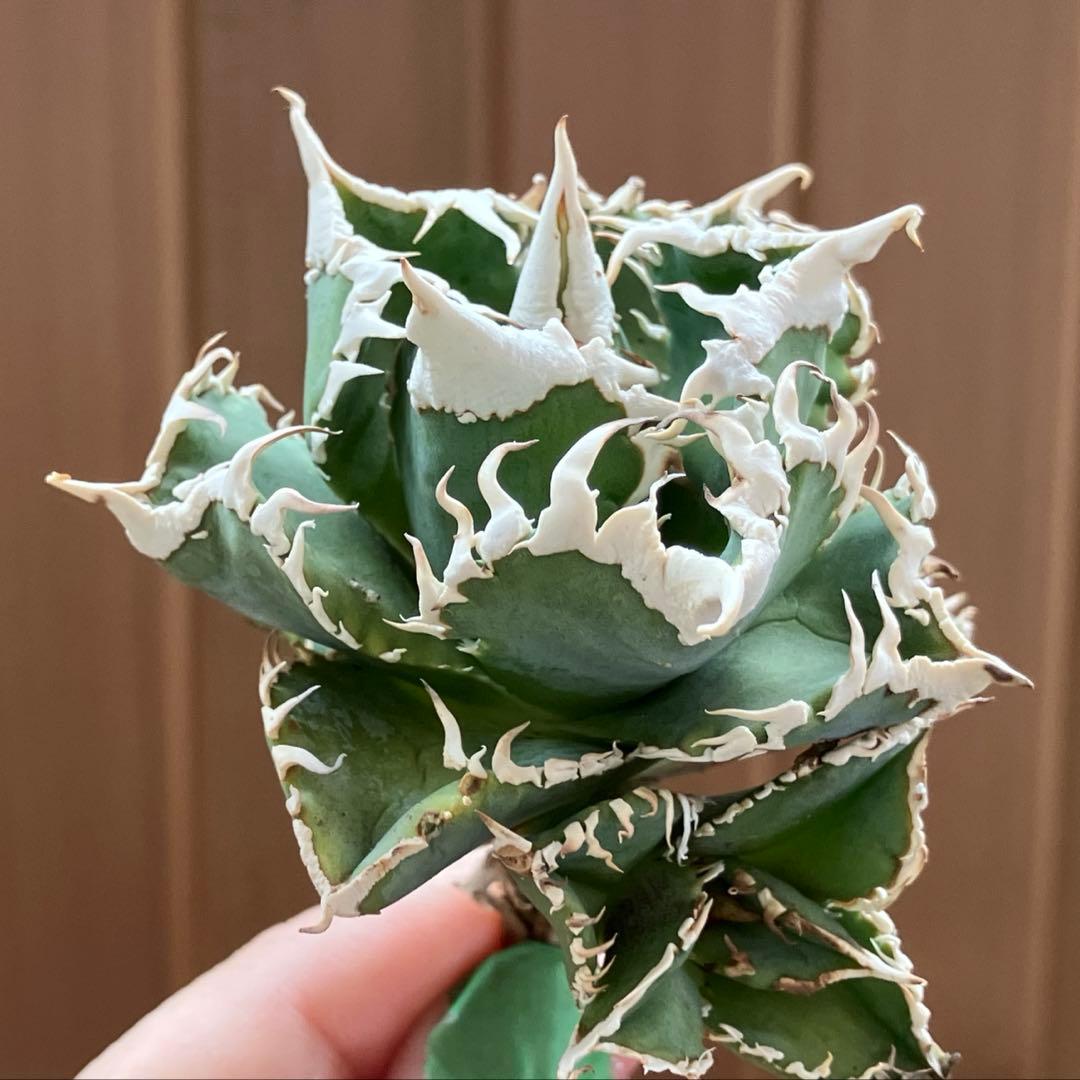 お*ん様 超選抜【オークション】④ 極太棘　子株3株付き　アガべ　白豪刺　TC