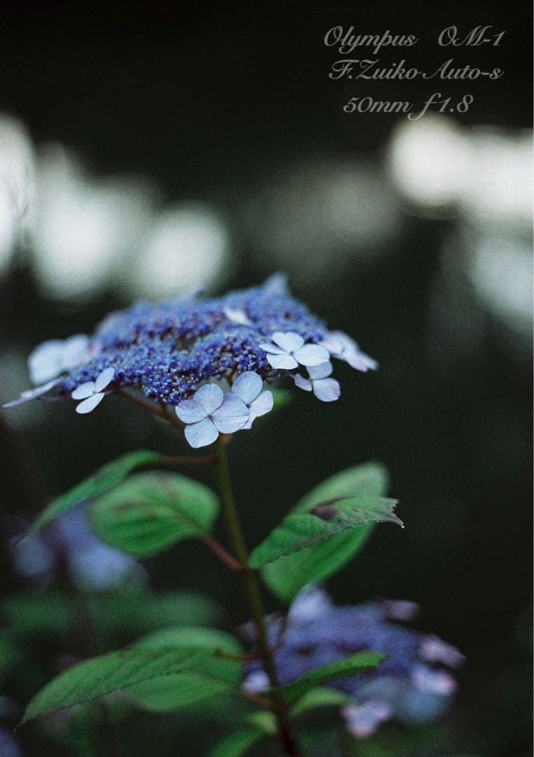 OM-1/zuiko 50mm f1.8★完動品・美品・初期保証！