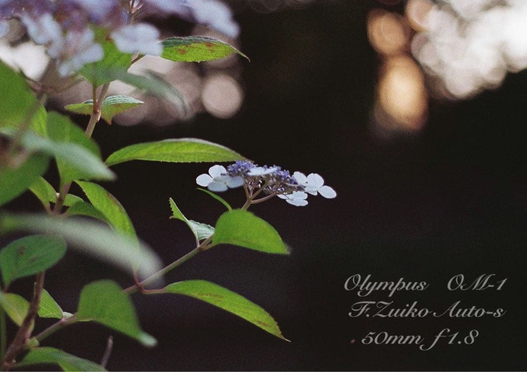 OM-1/zuiko 50mm f1.8★完動品・美品・初期保証！