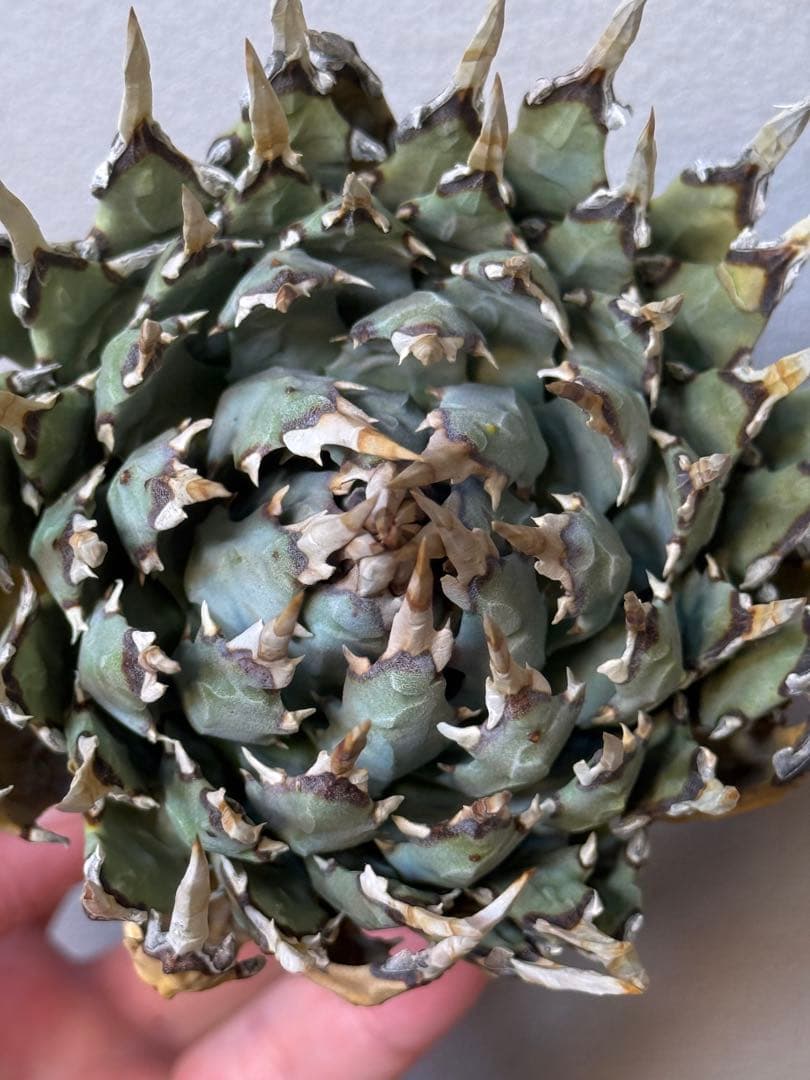 アガベ　ユタエンシス　エボリスピナ　良型　裏刺