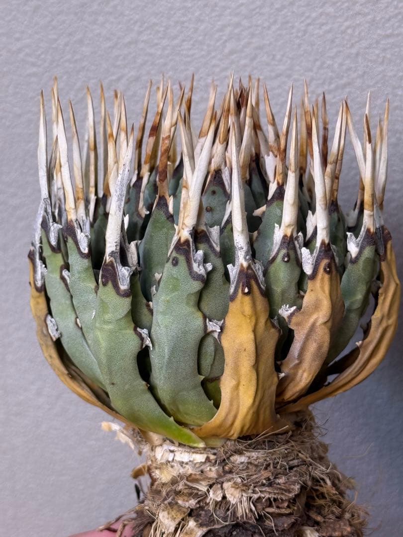 アガベ　ユタエンシス　エボリスピナ　良型　裏刺