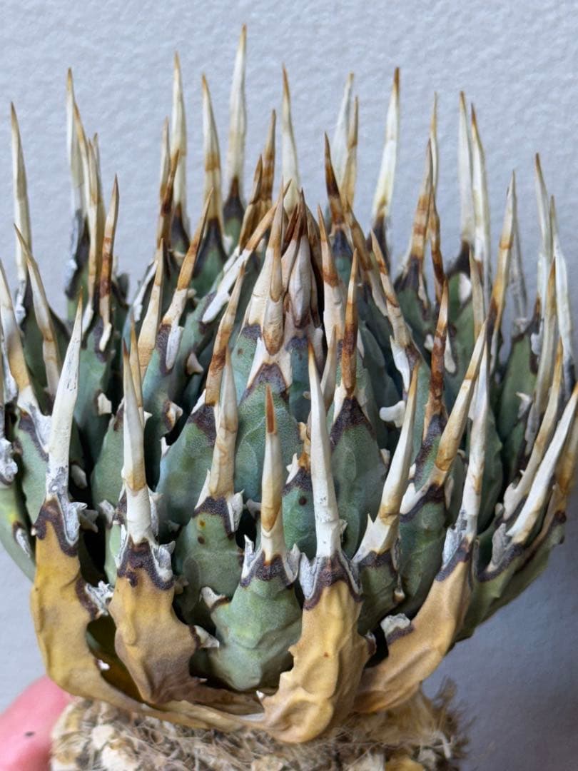 アガベ　ユタエンシス　エボリスピナ　良型　裏刺