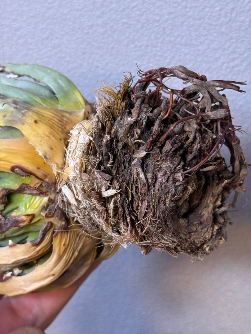 アガベ　ユタエンシス　エボリスピナ　良型　裏刺