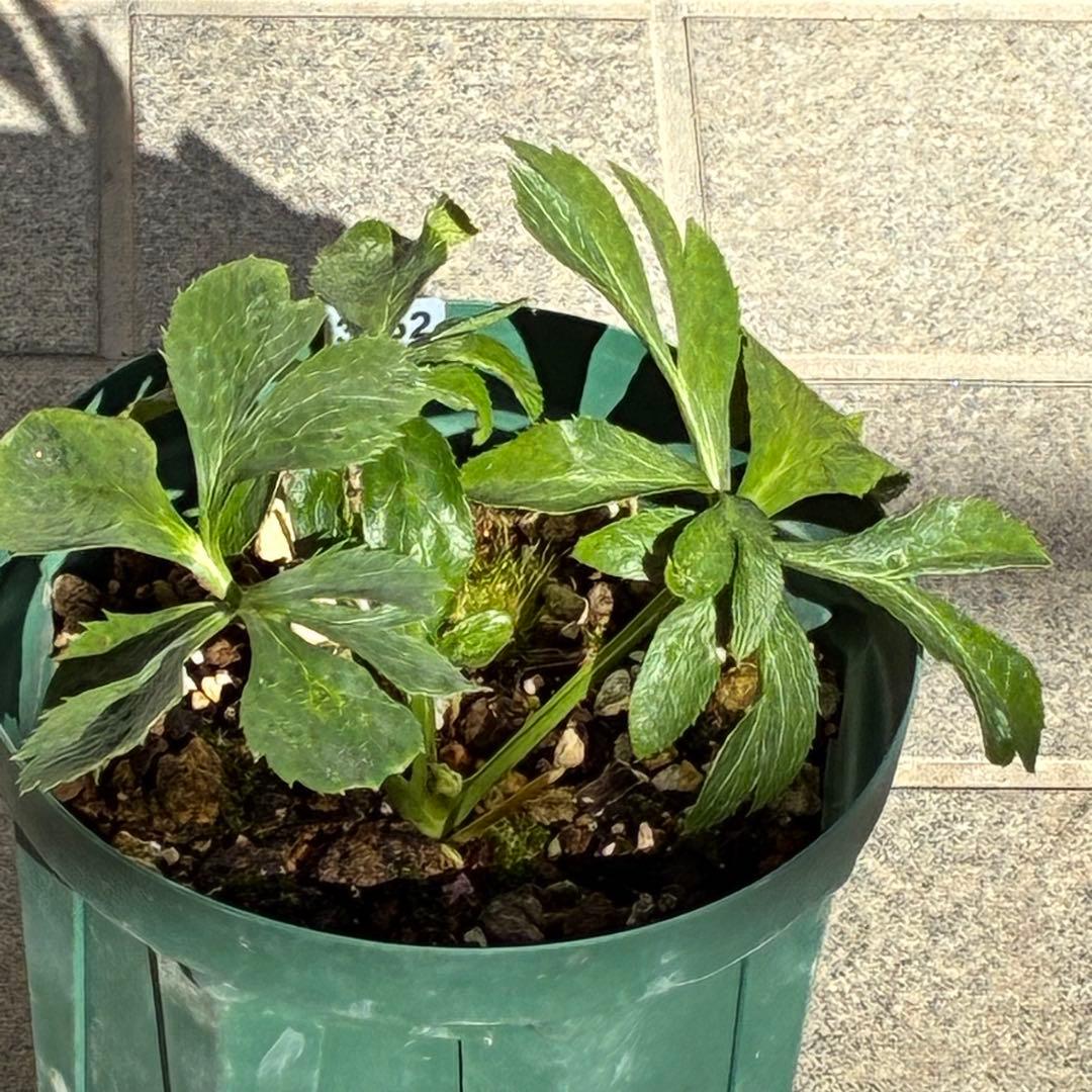 ガ*ル様 ☘️限定1株☘️未株分け☘️極上☘️3352⭐️真ブラック⭐️激スレー