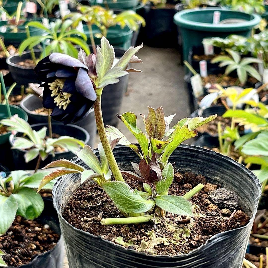 ガ*ル様 ☘️限定1株☘️未株分け☘️極上☘️3352⭐️真ブラック⭐️激スレー