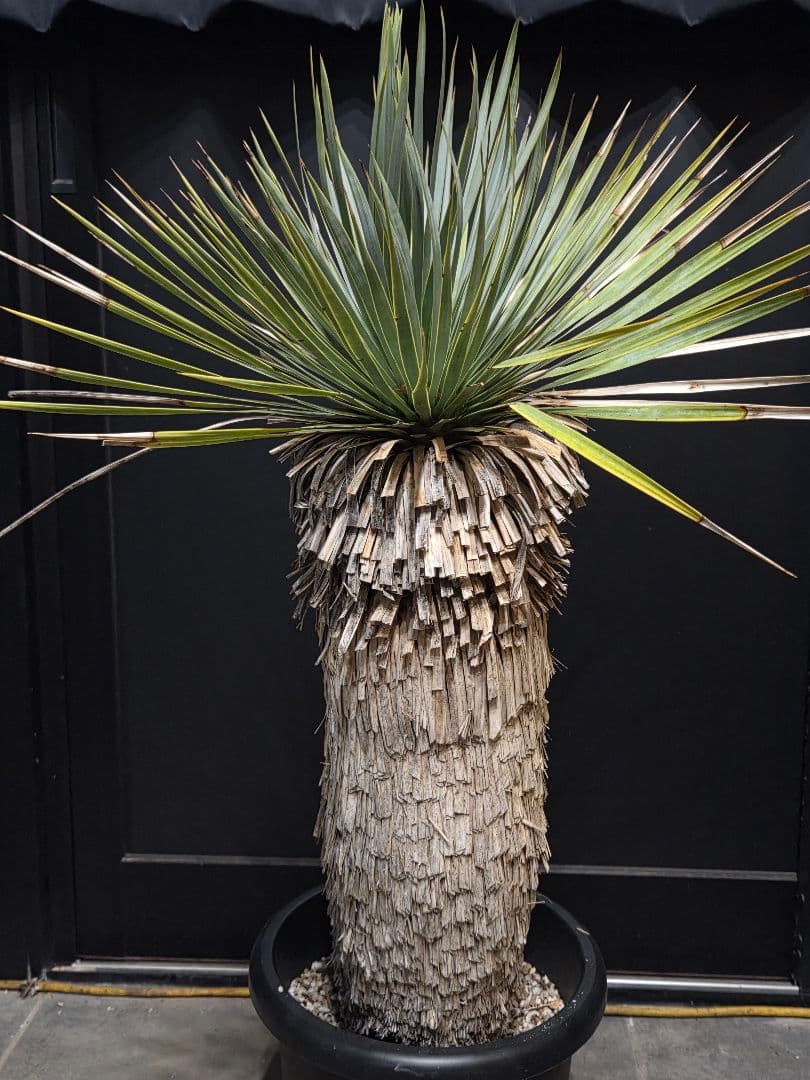 専用出品 リピ特割 ユッカロストラータ (ま)