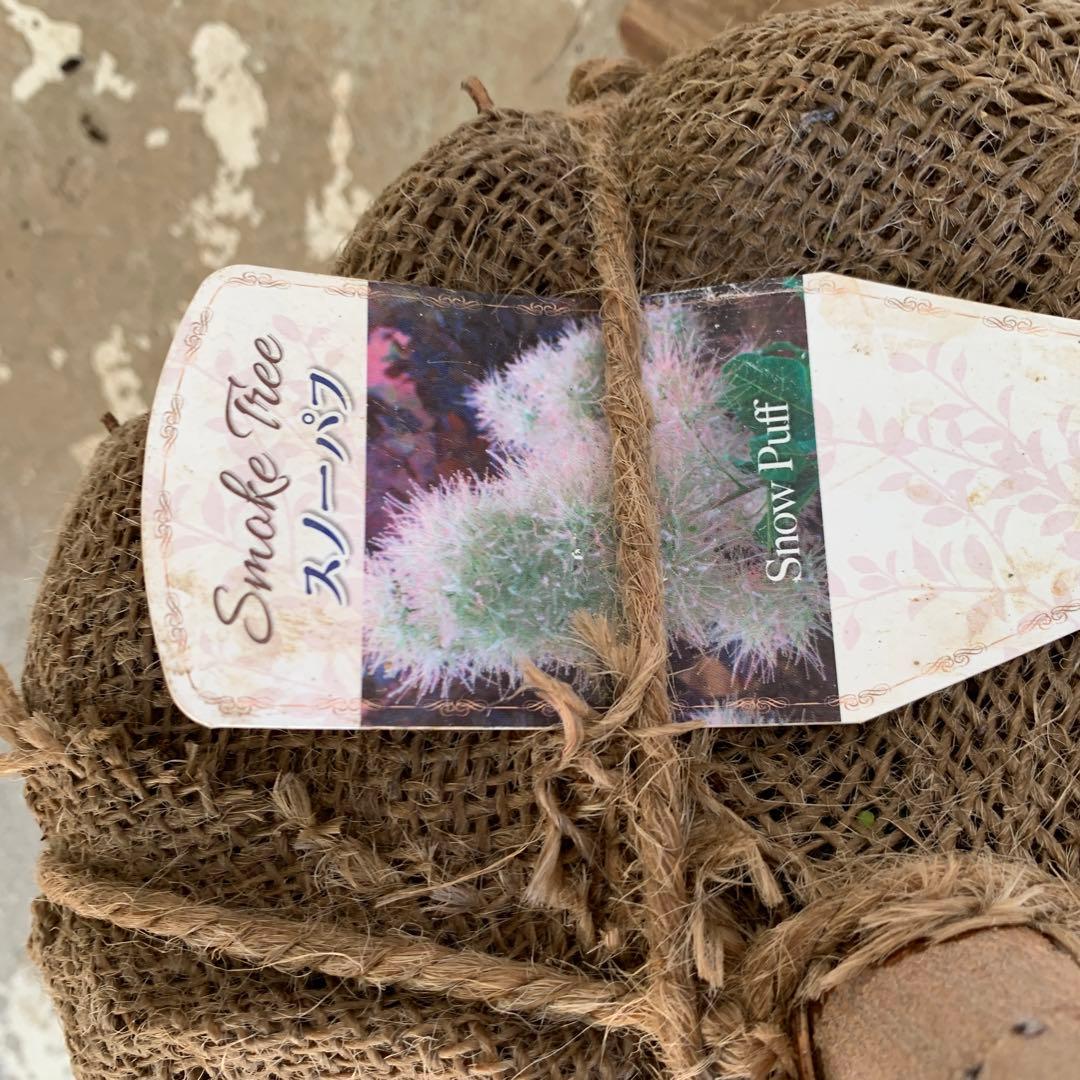 スモークツリー　スノーパフ　雌株　煙の木　苗木　花木　57