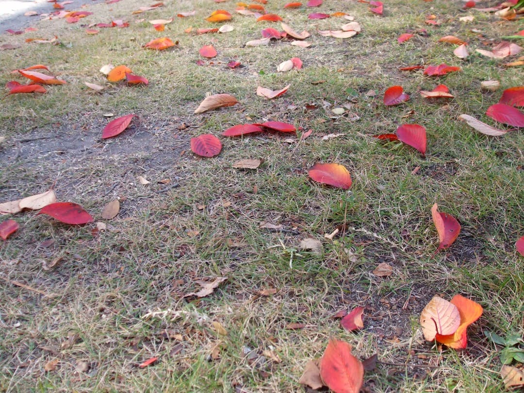 実写美⭕️外観綺麗【動作確認済み】FUJIFILM FinePix A900