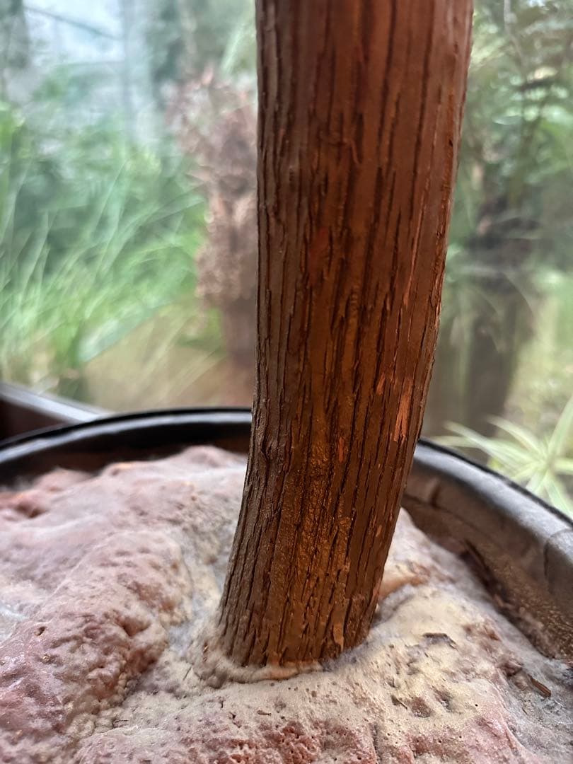 よしーの様用　Curtis Jere 1960年代　brass tree