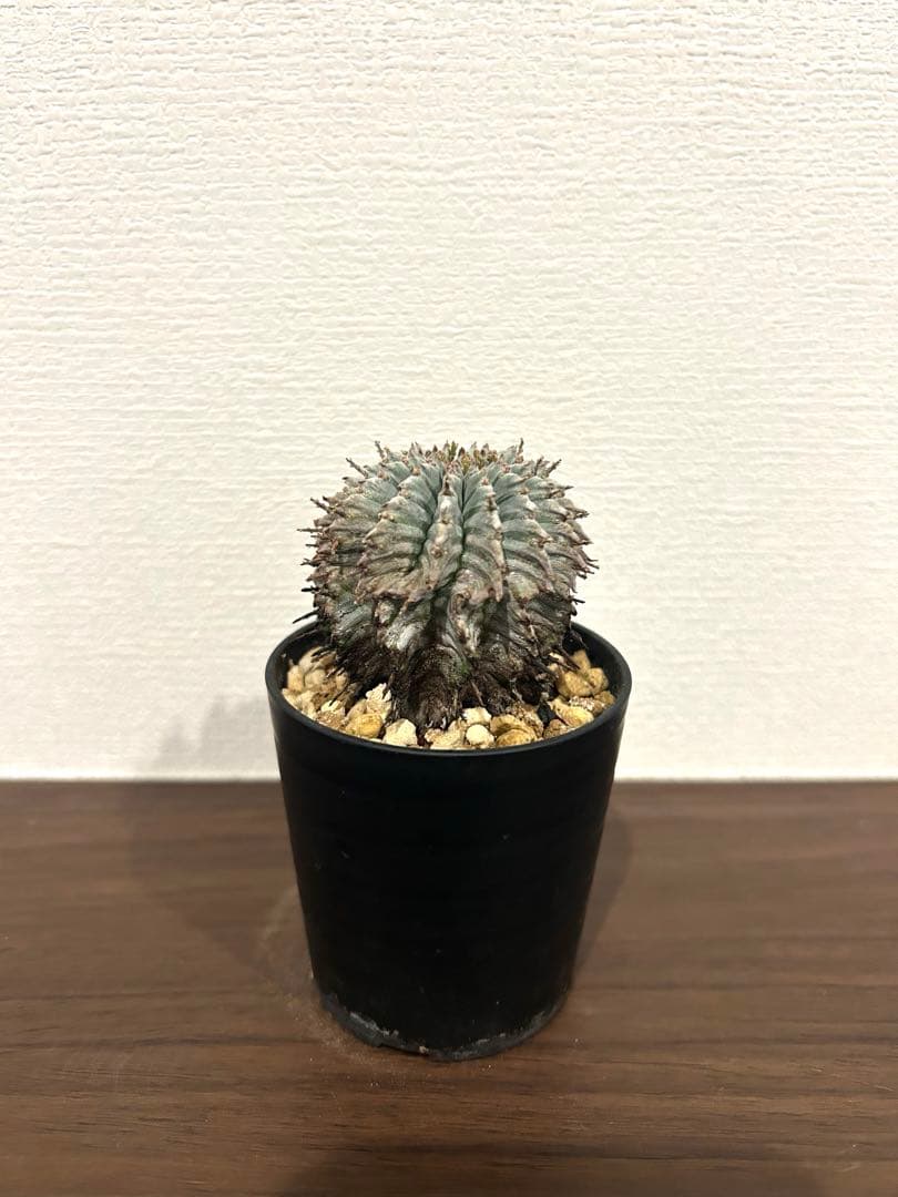 ユーフォルビア　ホリダ　ゼブラ　①