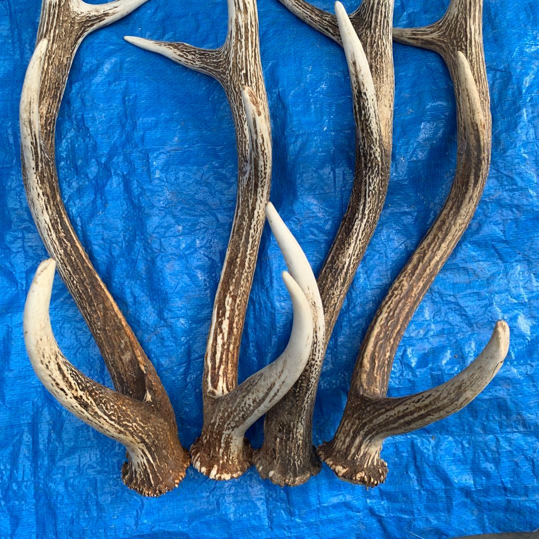 No.2056『鹿角4本セット』鹿の角　エゾ鹿　鹿角　蝦夷鹿