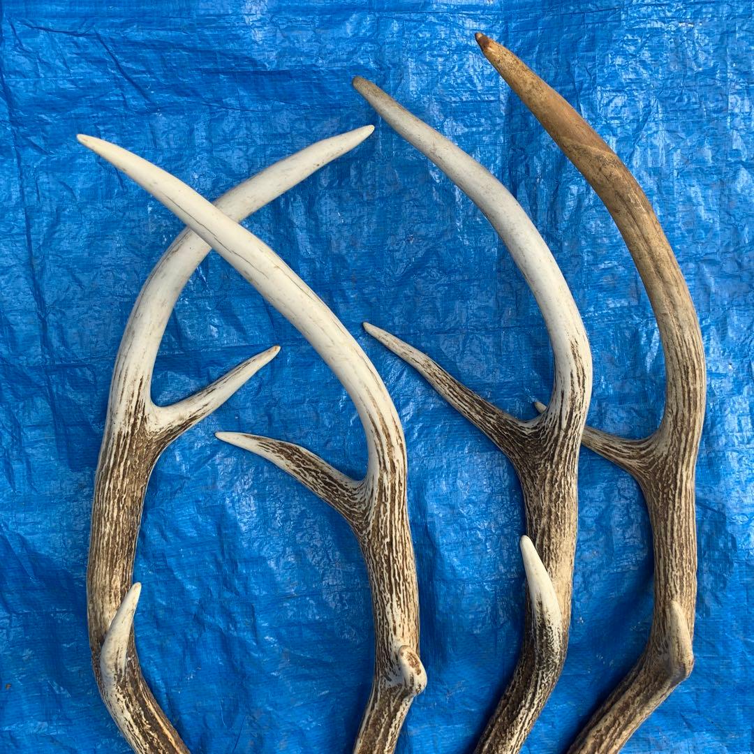 No.2056『鹿角4本セット』鹿の角　エゾ鹿　鹿角　蝦夷鹿