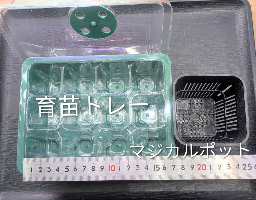 ビカクシダ、育苗トレー12個セット③Robin①Cgoul4711