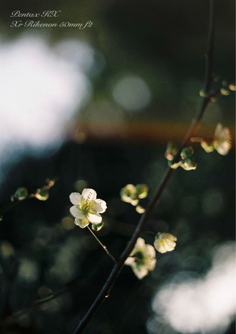 ★希少品＊超美品★pentax kx★富岡光学製/rikenon f2★作例必見