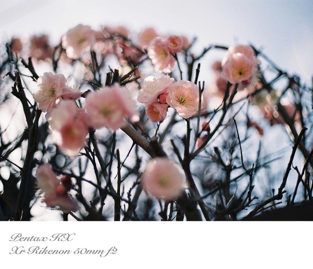 ★希少品＊超美品★pentax kx★富岡光学製/rikenon f2★作例必見