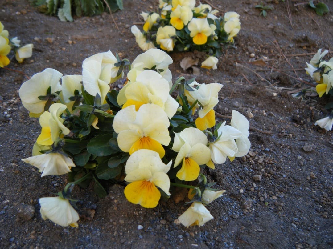 実写美⭕️【動作確認済み】FUJIFILM FinePix Z33WP