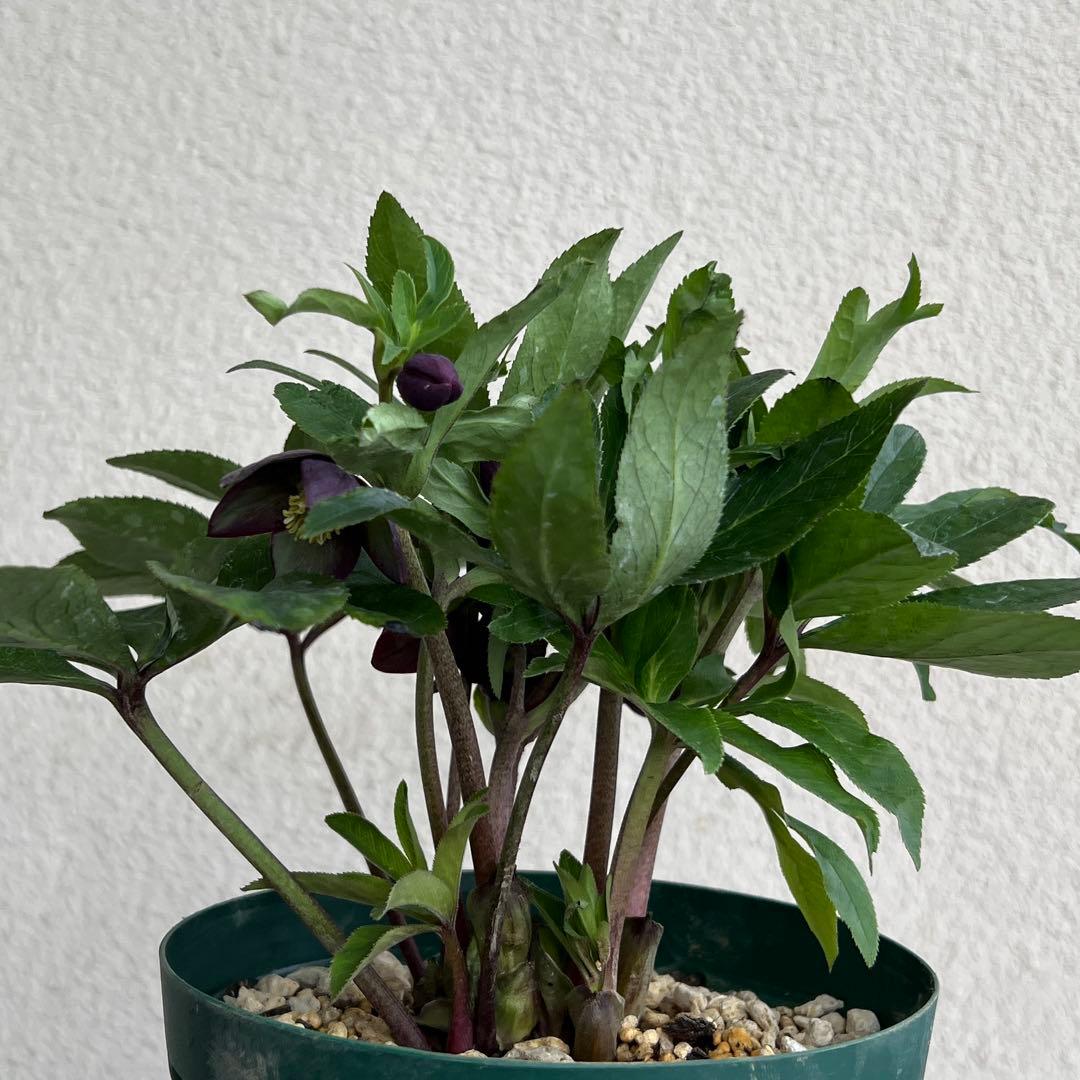 クロアチカス　原種　クリスマスローズ　開花苗　ベイン　小輪　sd