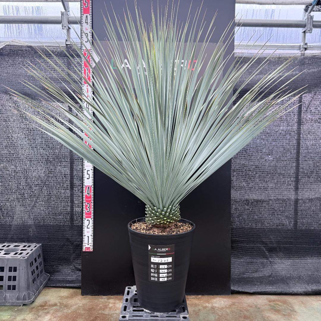 【AL1206】ユッカ　ロストラータ　ランチョブルー（品種名）