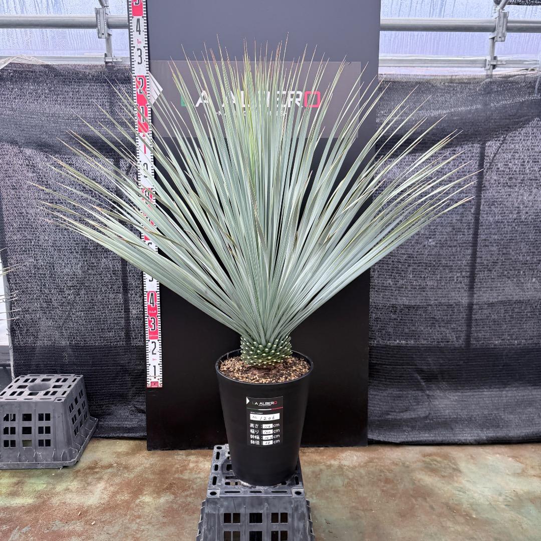 【AL1206】ユッカ　ロストラータ　ランチョブルー（品種名）