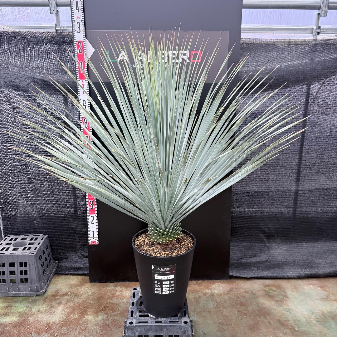 【AL1206】ユッカ　ロストラータ　ランチョブルー（品種名）