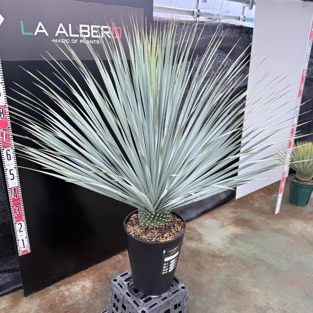 【AL1206】ユッカ　ロストラータ　ランチョブルー（品種名）