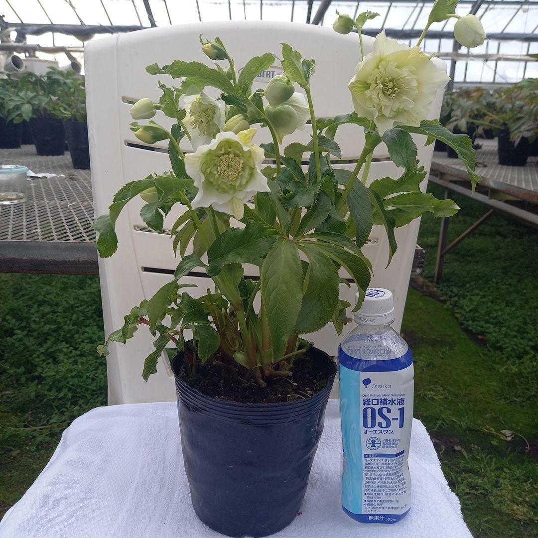 つぼみいっぱい！オリジナルグリーンリップ、2種植え♪クリスマスローズ大苗